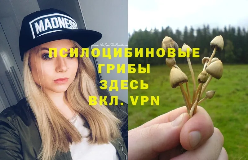 блэк спрут как войти  закладка  Дмитров  Псилоцибиновые грибы MAGIC MUSHROOMS 